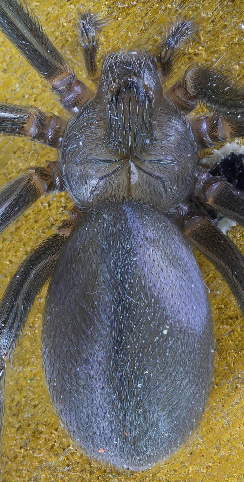 Sicariidae - Loxosceles rufescens